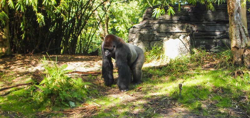 Gorilla Falls Exploration Trail