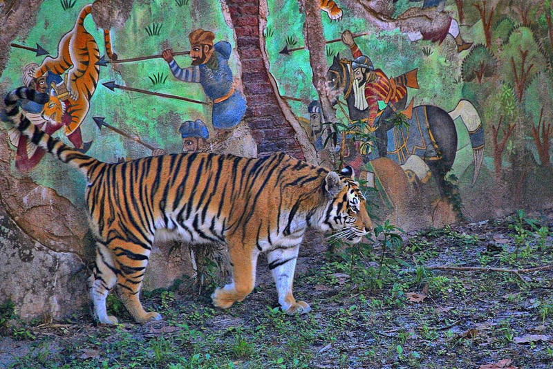 Maharajah Jungle Trek