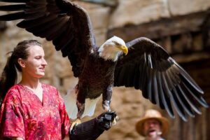 Show Feathered Friends in Flight! en Animal Kingdom