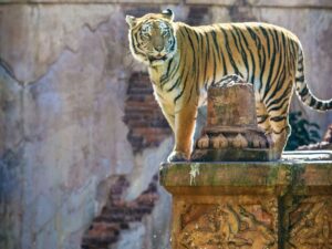 Tigre en Maharajah Jungle Trek, Animal Kingdom